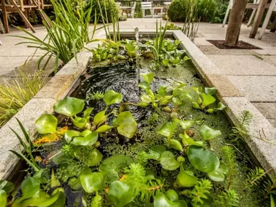 Un Vistazo Profundo a la Vida Acuática: Características, Diversidad y Rol Ecológico de las Plantas Acuáticas
