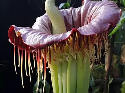 La Rafflesia: Un Fascinante Misterio Botánico en Peligro