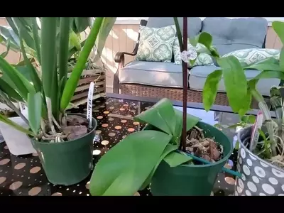 Descubriendo los Secretos del Cultivo Exitoso de Orquídeas Miltonia y Miltoniopsis