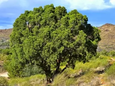 El Ciprés de Cartagena: Un Tesoro Botánico del Mediterráneo