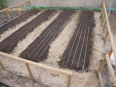 Optimización del Cultivo: El Arte de las Cintas de Semillas Hechas en Casa