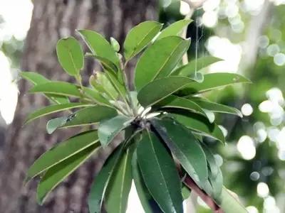 El Chicozapote: Un Tesoro Tropical con Múltiples Beneficios