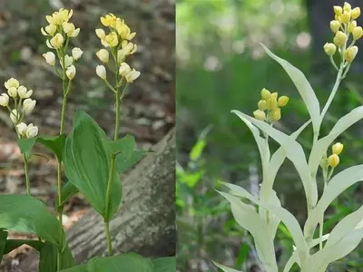 La Orquídea Fantasma: Un Enigma Botánico de Belleza Elusiva y Fragilidad Ecosistémica