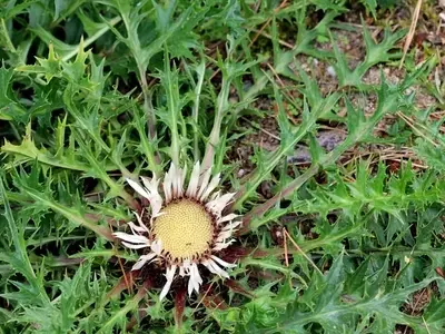 La Carlina Acaulis: Un Tesoro Botánico con Múltiples Virtudes