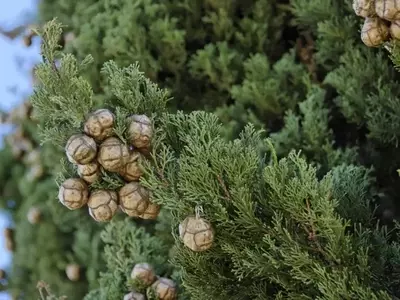 El Ciprés Común: Un Gigante Adaptable para su Jardín