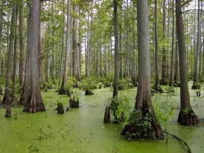 Taxodium distichum: El Ciprés Acuático y su Cultivo