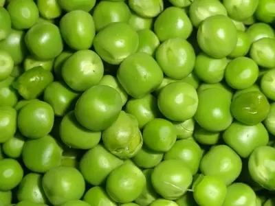 Guía Completa para el Cultivo Exitoso de Guisantes: Del Huerto a Tu Mesa