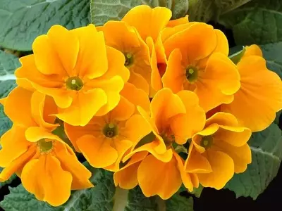 Descubre Plantas Resistentes para tu Jardín en Climas Fríos: Guía para Principiantes