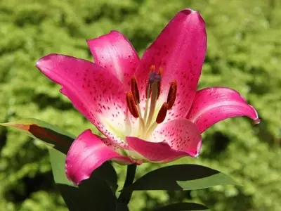 Descubriendo los Lirios Rojos: Belleza, Cuidado y Simbolismo