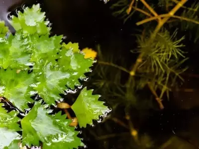 La Castaña de Agua: Una Joya Acuática en Acuarios y Estanques