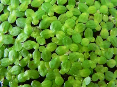 Descubriendo la Lenteja de Agua: Una Maravilla Acuática de Doble Filo