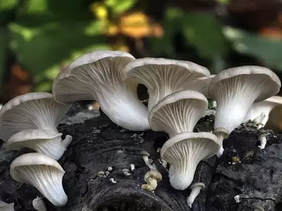 Descubriendo el Pleurotus ostreatus: El Hongo Ostra