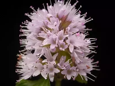 Nombres botánicos y populares: Comprender las designaciones de las plantas