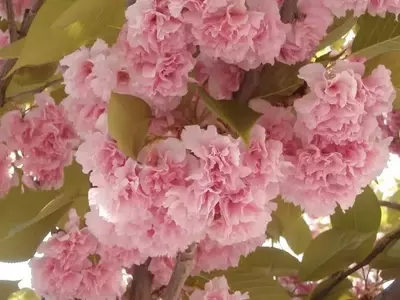 El esplendor del cerezo ornamental en jardines orientales