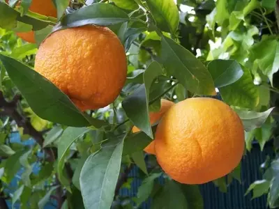Cítricos Ornamentales: Embelleciendo Jardines y Patios