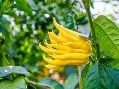 La Cidra (Citrus medica): Un Tesoro Exótico con Múltiples Usos