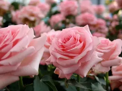 Un Vistazo Profundo a la Diversidad de las Rosas: Clasificación y Características