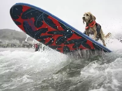 Canine Conquerors of the Waves: A Dive into the World Dog Surfing Championships
