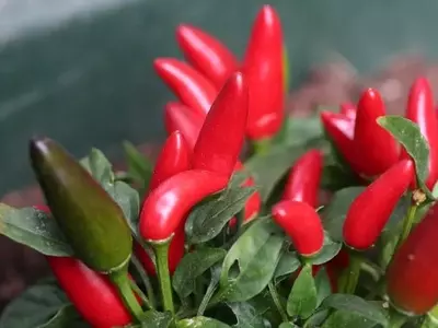 Cultivo y Uso de Chiles Picantes en la Cocina Mexicana