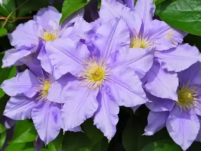 La Clematis: Un Tesoro Trepador Resistente y Versátil