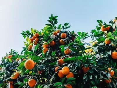 La Clementina: Un Fruto Híbrido con Inmensos Beneficios para la Salud