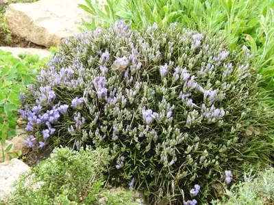 Erinacea anthyllis: La Joya del Mediterráneo