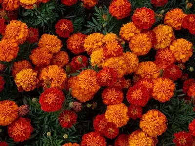 Clavel de la India: Belleza y Protección para tu Jardín