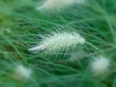 La Pennisetum: Belleza y Desafío en el Jardín