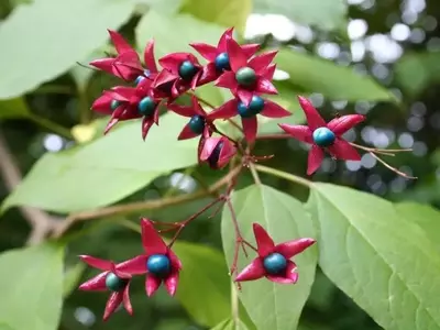 Descubriendo el Clerodendrum: Un Arbusto Excepcional para Cualquier Espacio