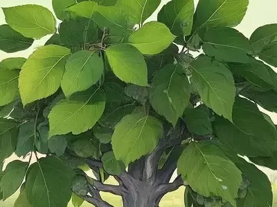 La Morera: Un Cultivo Proteico Revolucionario para un Futuro Sostenible