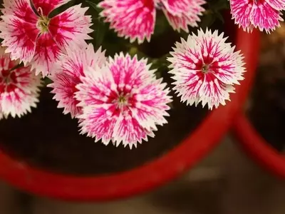 Descubre el Encanto Duradero de la Clavelina: Una Guía Completa para su Cultivo Exitoso
