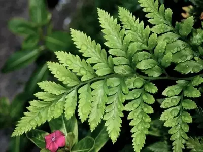 Captura de Agua de Lluvia: Un Recurso Esencial para tu Jardín