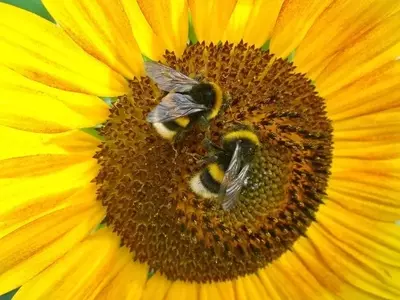 Potencia tu Cosecha: Estrategias para Atraer Abejas al Jardín