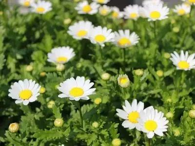 Guía Definitiva para la Selección Inteligente de Plantas y el Cuidado de tu Jardín
