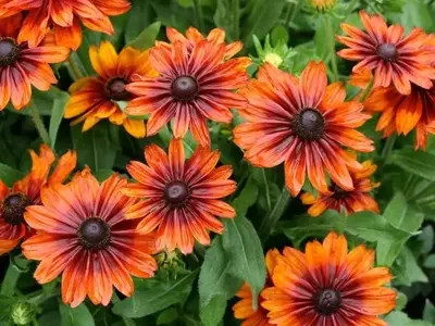 Guía Definitiva para Crear un Jardín Floral Espléndido al Aire Libre