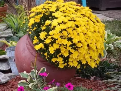 Guía Completa para Estimular la Floración en tus Plantas