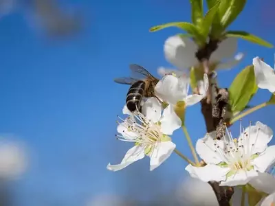 Fomentando la Biodiversidad: Estrategias para un Jardín Vibrante y Lleno de Vida