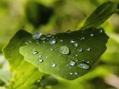 La Crucial Influencia de la Humedad en el Cuidado de las Plantas