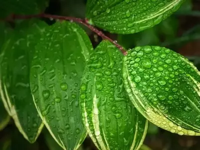 Estrategias Esenciales para Optimizar la Humedad de tus Plantas de Interior