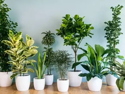 Guía Definitiva para el Cuidado de Árboles de Interior