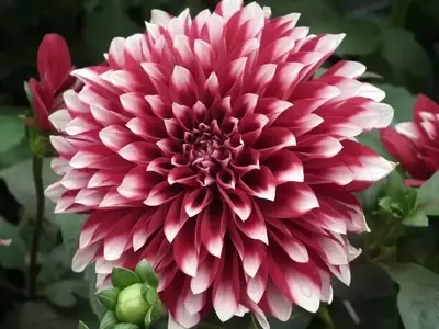 Maximice la Floración de sus Dalias: Guía Esencial de Fertilización