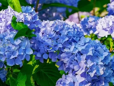 El Arte de Transformar el Color de las Hortensias: Una Guía Completa