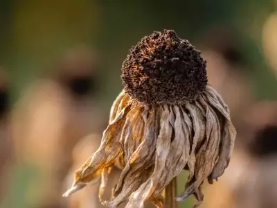Impacto de los Cambios Climáticos en la Salud Vegetal