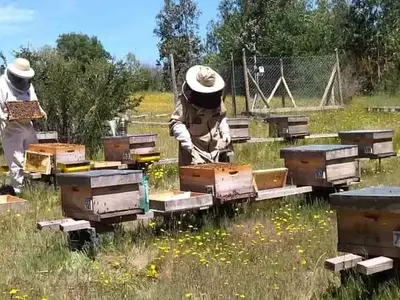 Apicultura Regenerativa: Un Enfoque Armónico para la Sostenibilidad Planetaria