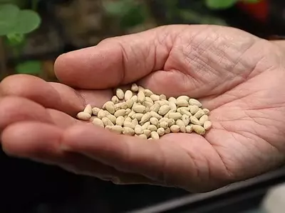 Avance Revolucionario: Semilla de Algodón Baja en Gosipol, un Paso Gigante Hacia la Seguridad Alimentaria Global