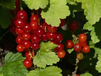 Cultivo Exitoso de Grosellas: Guía Completa