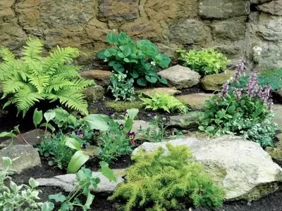 Guía Completa para el Cuidado y Mantenimiento de Rocallas en tu Jardín
