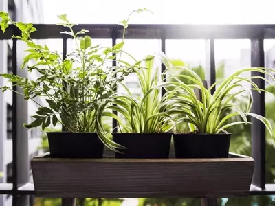 Guía Definitiva para el Cuidado Óptimo de Plantas en Terrazas