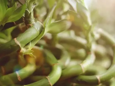 El Arte de Cultivar Bambú: Guía Completa para un Crecimiento Exuberante