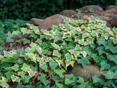 Guía Definitiva para el Cultivo y Cuidado de Plantas Trepadoras